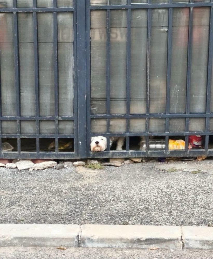 Un câine nu este doar un animal în curte. Este un membru al familiei